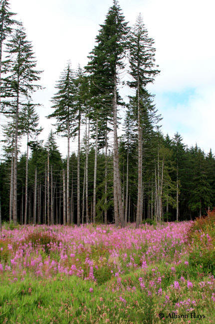 field of fireweed along highway 101 near forks, wa