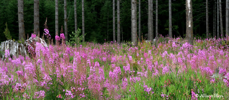Fireweed along highway 101