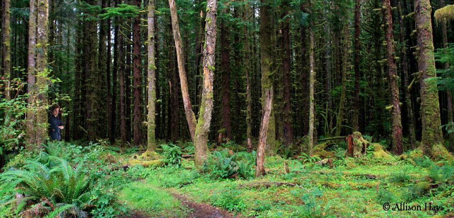 Forest near Forks, WA