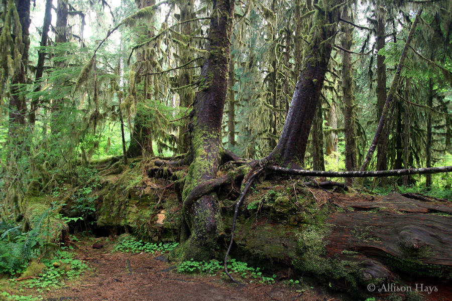 trees growing on a nurse log