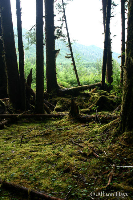 Forest near Forks, WA