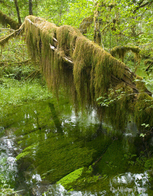 moss covered branch over crystal clear stream in hoh rain forest