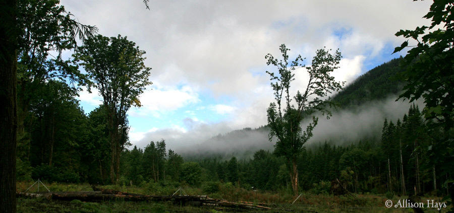 misty trees near lake crescent