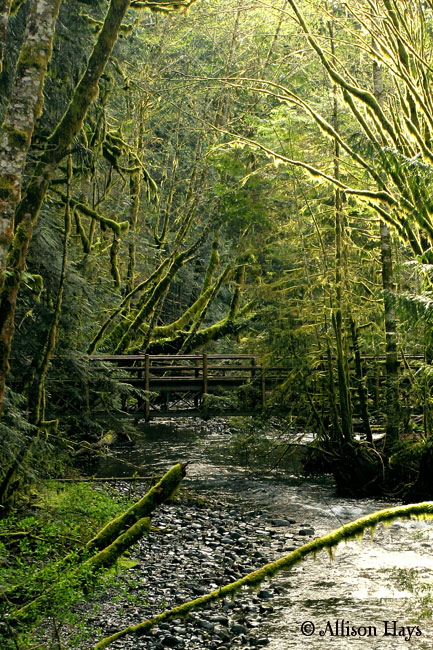 Mossy bridge near Crescent Lake