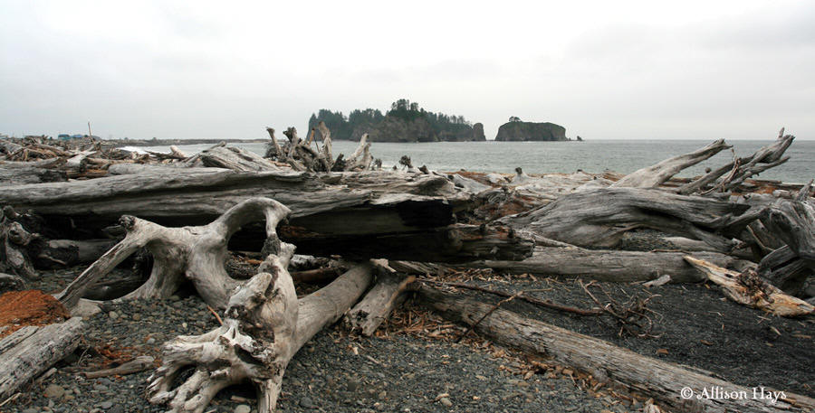 bleached logs on rialto beach near la push, wa