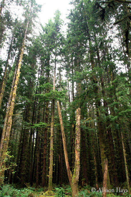 Forest near Forks, WA